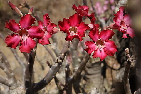 Adenium obesum ssp obesum  Adenium obesum,Desert rose,Geotagged,Tanzania,Winter