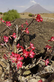 Adenium obesum ssp obesum  Adenium obesum,Desert rose,Geotagged,Tanzania,Winter