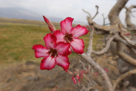Adenium obesum ssp obesum  Adenium obesum,Desert rose,Geotagged,Tanzania,Winter