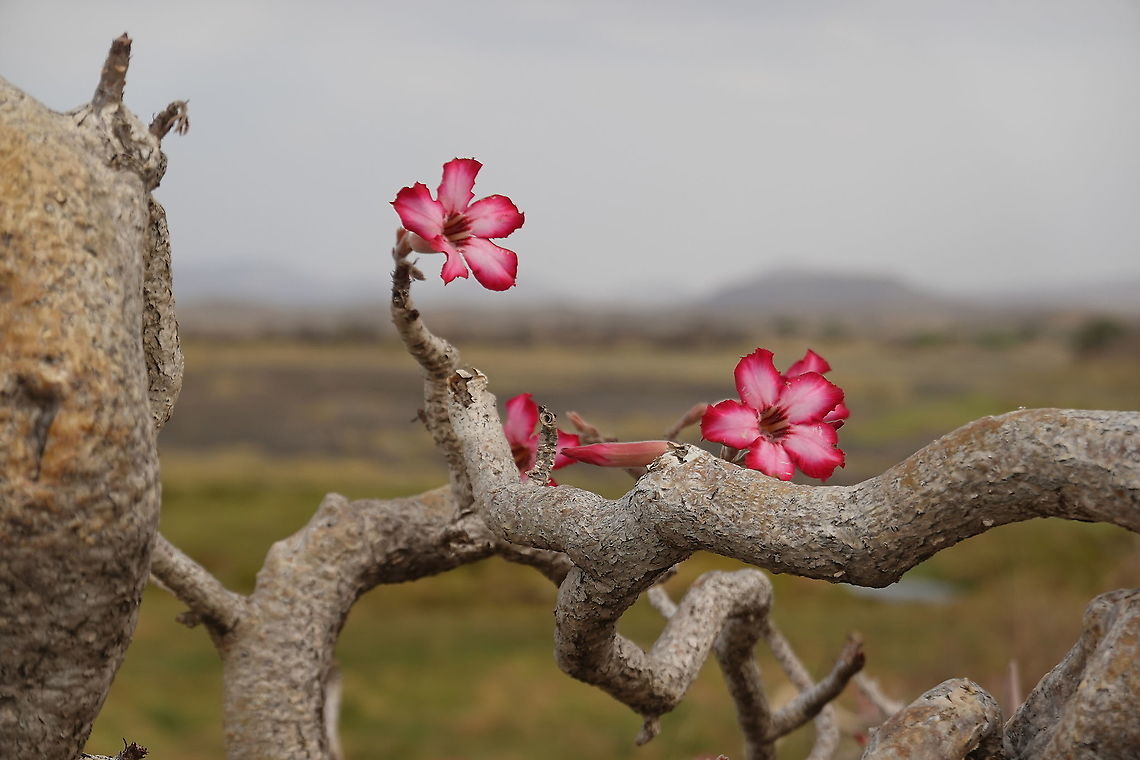 Adenium obesum ssp obesum  Adenium obesum,Desert rose,Geotagged,Tanzania,Winter