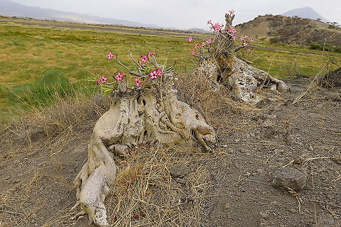Adenium obesum ssp obesum  Adenium obesum,Desert rose,Geotagged,Tanzania,Winter