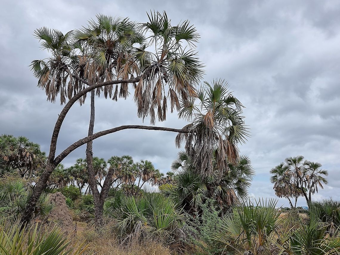 Hyphaene compressa, Tanzania  Geotagged,Hyphaene compressa,Tanzania,Winter