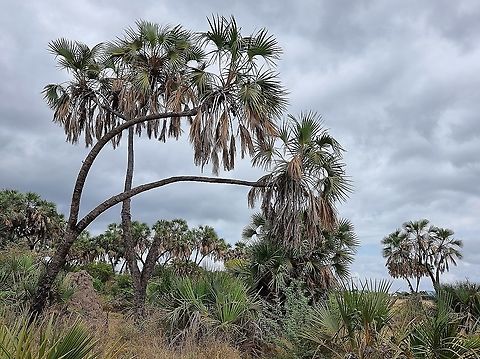 East African Doum Palm