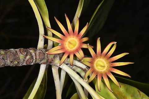 Bruguiera gymnorrhiza  Bruguiera gymnorhiza,Geotagged,Tanzania,Winter