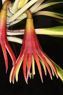 Bruguiera gymnorrhiza  Bruguiera gymnorhiza,Geotagged,Tanzania,Winter