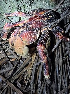 Coconut crab  Birgus latro,Coconut crab