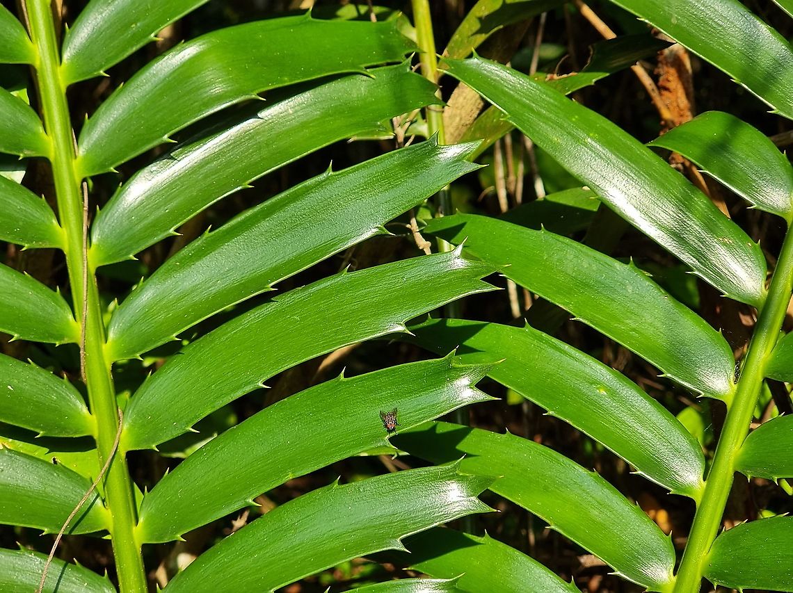 Encephalartos hildebrandtii  Encephalartos hildebrandtii,Geotagged,Tanzania,Winter