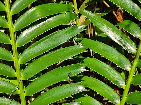 Encephalartos hildebrandtii  Encephalartos hildebrandtii,Geotagged,Tanzania,Winter