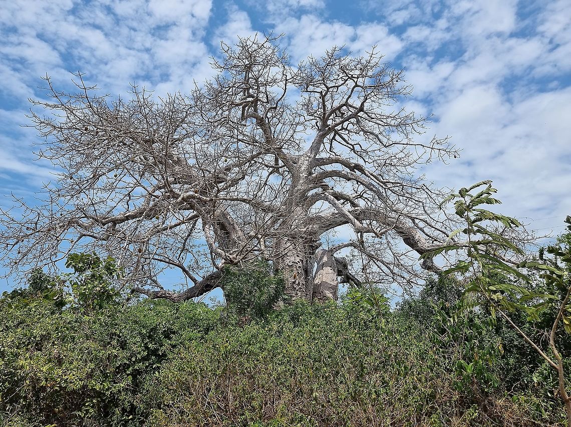 Adansonia digitata  Adansonia digitata,Dead-rat tree,Geotagged,Tanzania,Winter