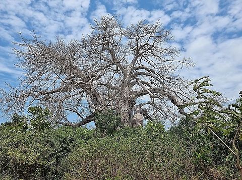 Adansonia digitata  Adansonia digitata,Dead-rat tree,Geotagged,Tanzania,Winter