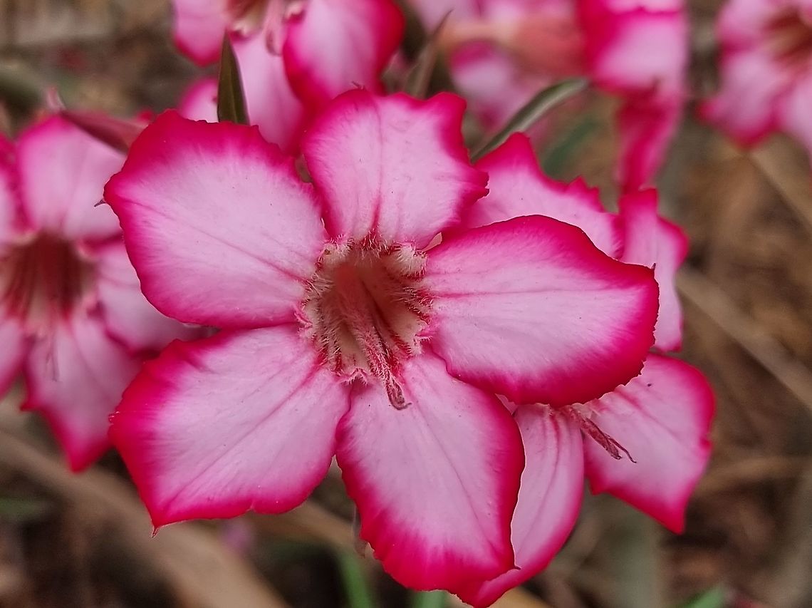 Adenium somalense  Adenium obesum,Adenium somalense,Desert rose,Geotagged,Tanzania,Winter