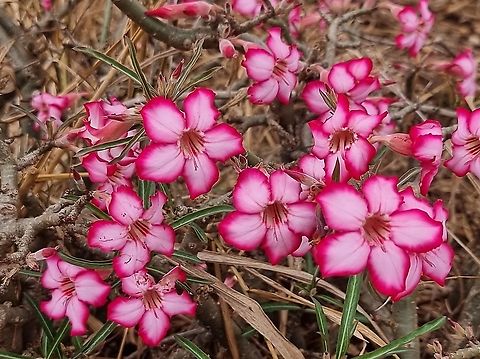 Adenium somalense  Adenium obesum,Adenium somalense,Desert rose,Geotagged,Tanzania,Winter