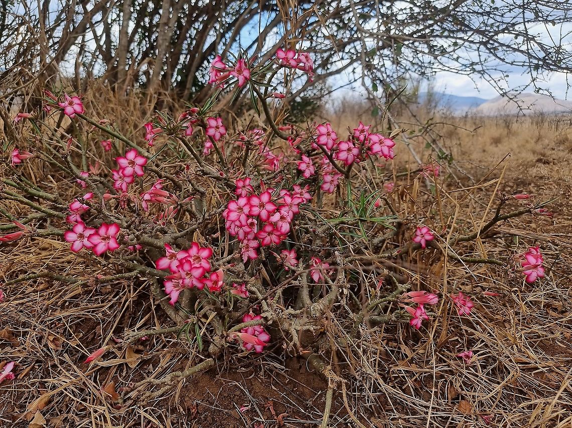 Adenium somalense  Adenium obesum,Adenium somalense,Desert rose,Geotagged,Tanzania,Winter