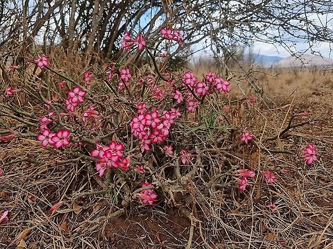 Adenium somalense  Adenium obesum,Adenium somalense,Desert rose,Geotagged,Tanzania,Winter