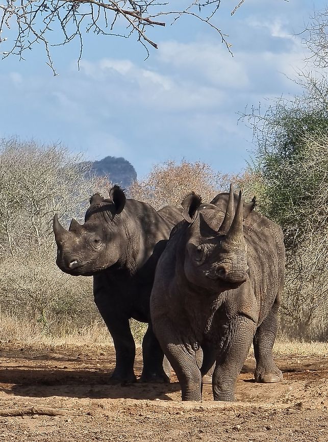 Black rhinoceros This is a mother and her 2-3 years old daughter Black rhinoceros,Diceros bicornis,Geotagged,Tanzania,Winter