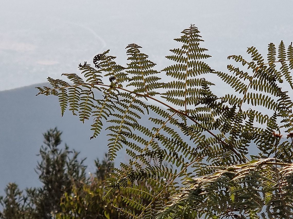 Pteridium aquilinum  Eagle fern,Geotagged,Pteridium aquilinum,Tanzania,Winter