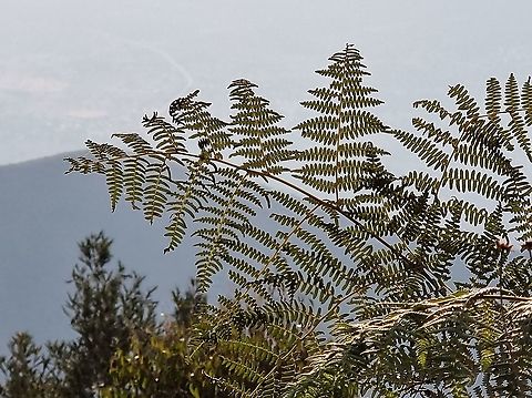 Pteridium aquilinum  Eagle fern,Geotagged,Pteridium aquilinum,Tanzania,Winter