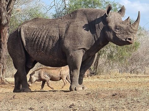 Black rhinoceros  Black rhinoceros,Diceros bicornis,Geotagged,Tanzania,Winter