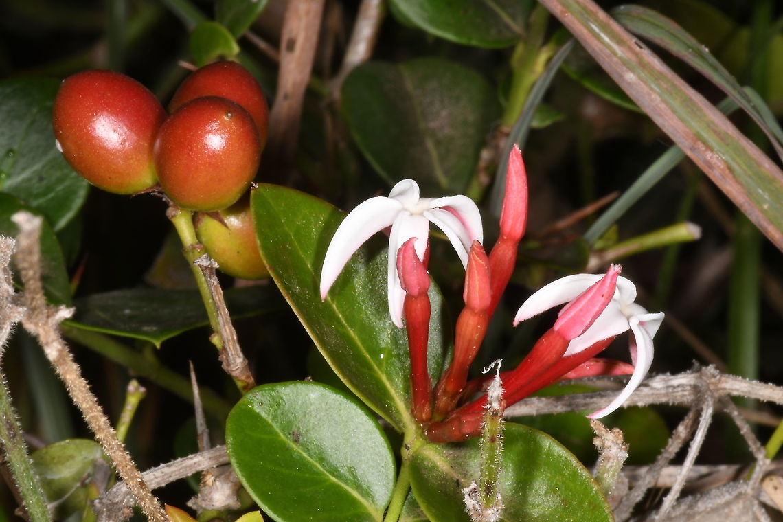 Carissa bispinosa N Tanzania,  Mt Meru, 1600 m. Carissa bispiinosa,Carissa bispinosa,Geotagged,Tanzania,Winter