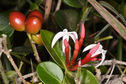 Carissa bispinosa N Tanzania,  Mt Meru, 1600 m. Carissa bispiinosa,Carissa bispinosa,Geotagged,Tanzania,Winter