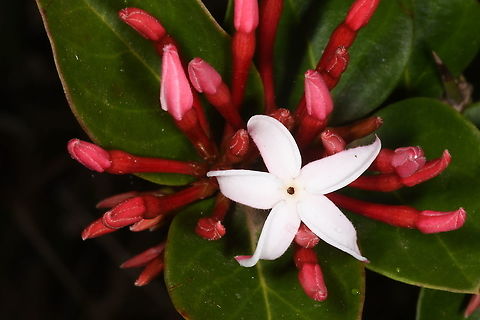Carissa bispinosa N Tanzania,  Mt Meru, 1600 m. Carissa bispiinosa,Carissa bispinosa,Geotagged,Tanzania,Winter