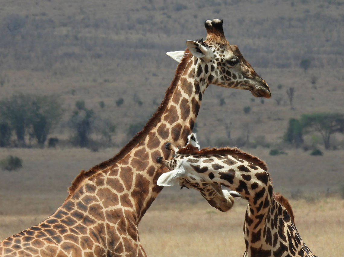 Masai giraffe Tanzania, Mkomazi Geotagged,Giraffa camelopardalis tippelskirchi,Maasai Giraffe,Tanzania,Winter