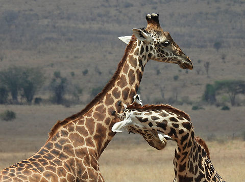Masai giraffe Tanzania, Mkomazi Geotagged,Giraffa camelopardalis tippelskirchi,Maasai Giraffe,Tanzania,Winter