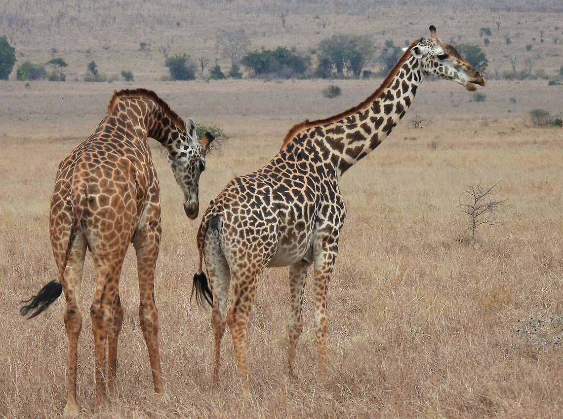 Masai giraffe Tanzania, Mkomazi Geotagged,Giraffa camelopardalis tippelskirchi,Maasai Giraffe,Tanzania,Winter