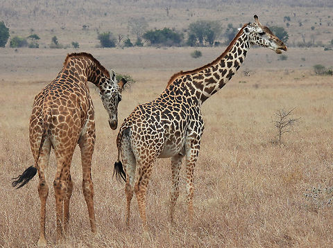 Masai giraffe Tanzania, Mkomazi Geotagged,Giraffa camelopardalis tippelskirchi,Maasai Giraffe,Tanzania,Winter