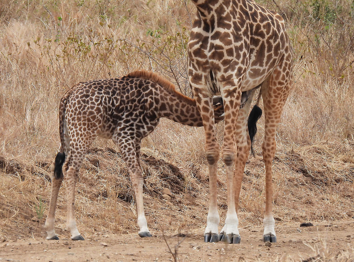 Masai giraffe Tanzania, Mkomazi Geotagged,Giraffa camelopardalis tippelskirchi,Maasai Giraffe,Tanzania,Winter