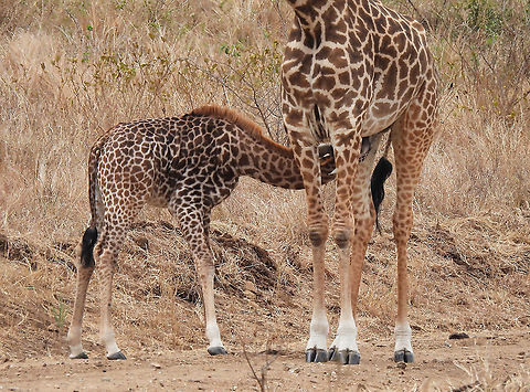 Masai giraffe Tanzania, Mkomazi Geotagged,Giraffa camelopardalis tippelskirchi,Maasai Giraffe,Tanzania,Winter