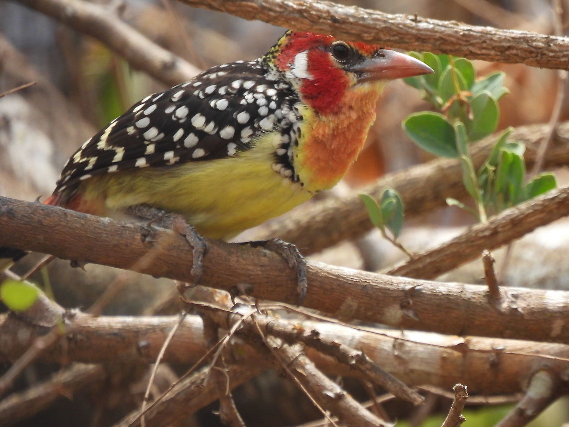 Red and yellow barbet Tanzania, Mkomazi Geotagged,Red-and-yellow barbet,Tanzania,Trachyphonus erythrocephalus,Winter
