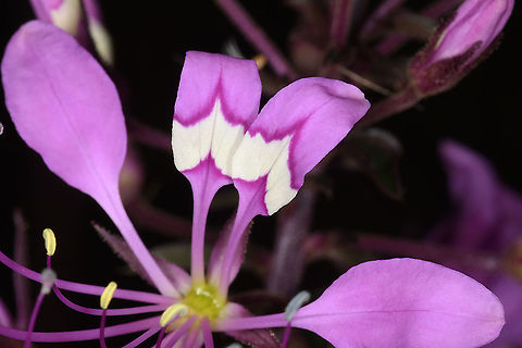 Cleome hirta  Cleome hirta,Geotagged,Sticky purple cleome,Tanzania,Winter