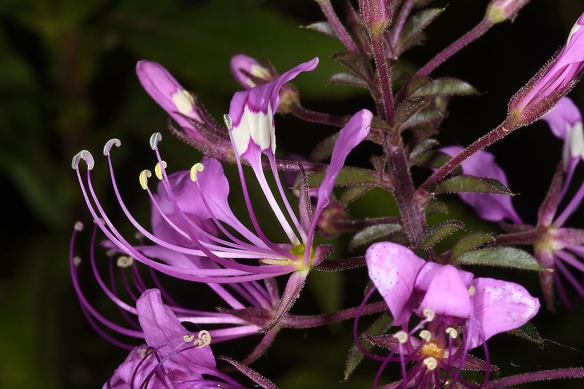Cleome hirta  Cleome hirta,Geotagged,Sticky purple cleome,Tanzania,Winter