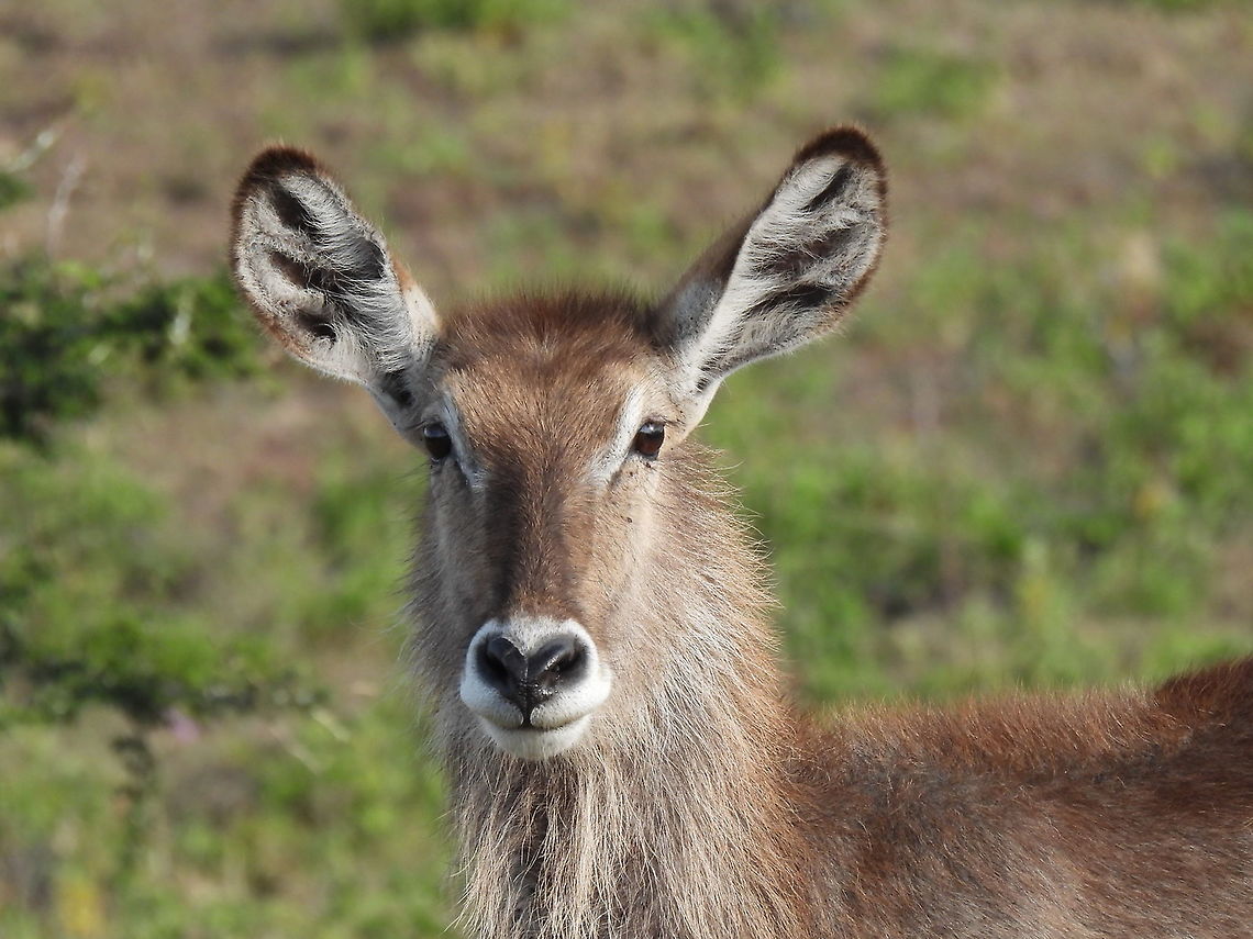 Kobus ellipsiprymnus N Tanzania, Arusha National Park Geotagged,Kobus ellipsiprymnus,Tanzania,Waterbuck,Winter