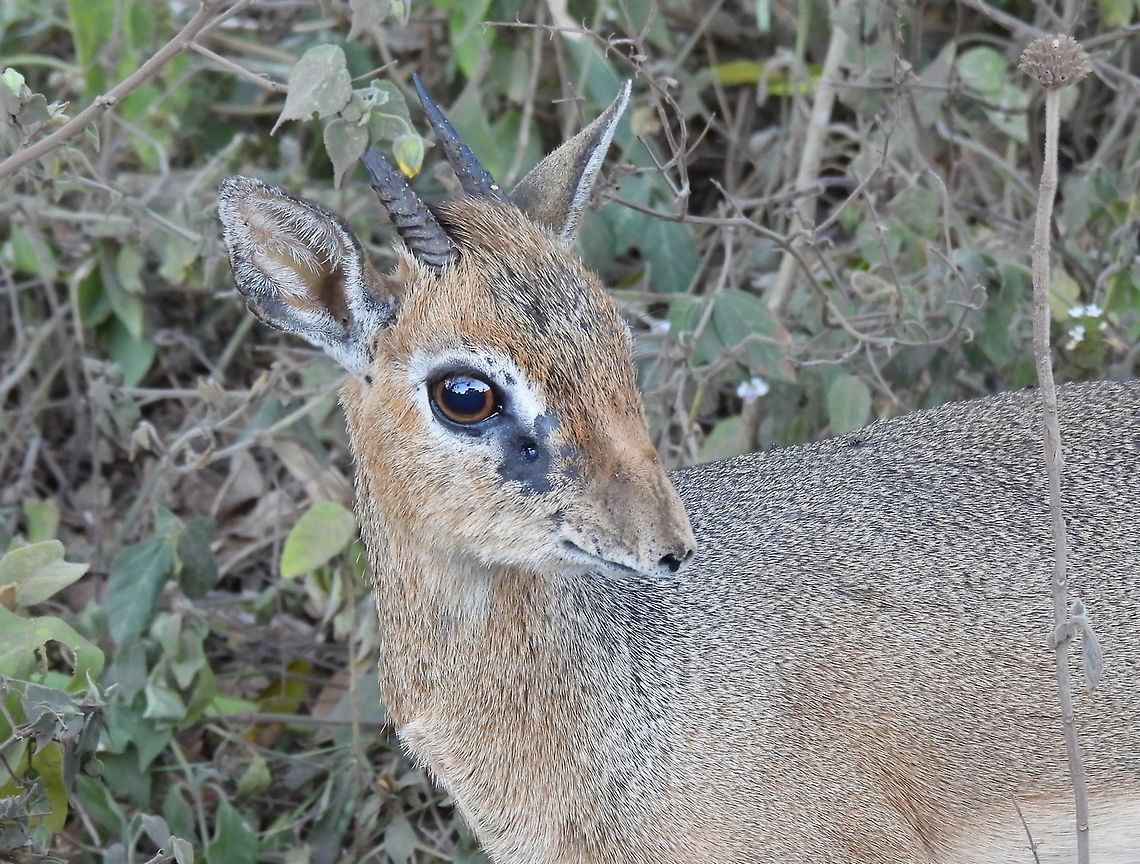 Kirk's dik dik N Tanzania, Arusha National Park Geotagged,Kirks dik-dik,Madoqua kirkii,Tanzania,Winter