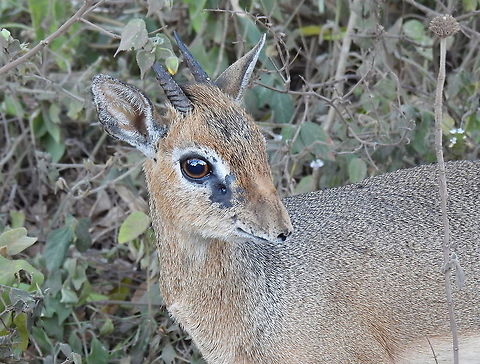 Kirk's dik dik N Tanzania, Arusha National Park Geotagged,Kirks dik-dik,Madoqua kirkii,Tanzania,Winter