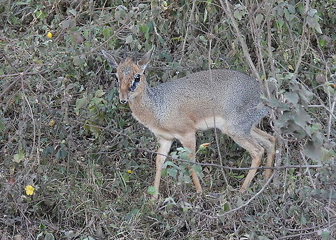 Kirk's dik dik N Tanzania, Arusha National Park Geotagged,Kirks dik-dik,Madoqua kirkii,Tanzania,Winter