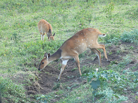 Bushbuck N Tanzania, Arusha National Park Bushbuck  (Imbabala and Kéwel),Geotagged,Tanzania,Tragelaphus scriptus,Winter