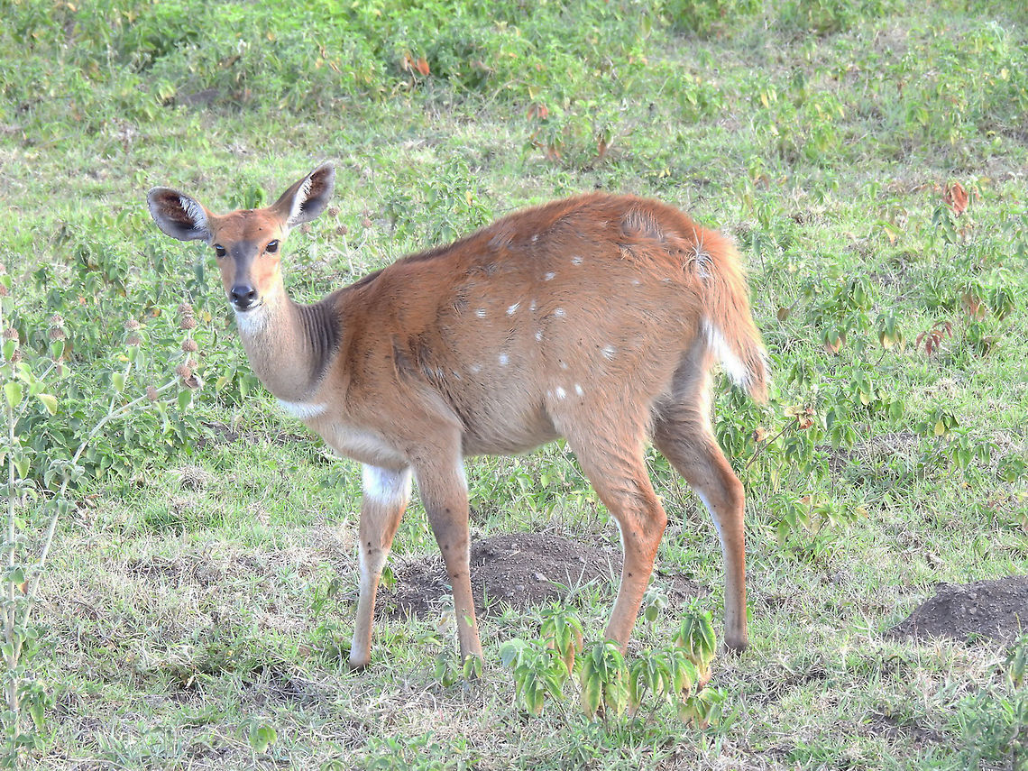 Bushbuck N Tanzania, Arusha National Park Bushbuck  (Imbabala and Kéwel),Geotagged,Tanzania,Tragelaphus scriptus,Winter