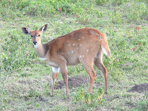Bushbuck N Tanzania, Arusha National Park Bushbuck  (Imbabala and Kéwel),Geotagged,Tanzania,Tragelaphus scriptus,Winter