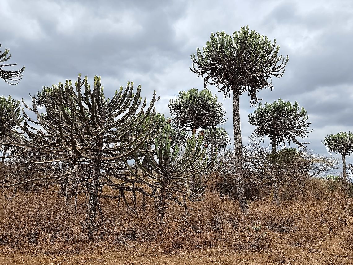 Euphorbia bussei  Euphorbia bussei,Euphorbia bussei Pax,Geotagged,Tanzania,Winter