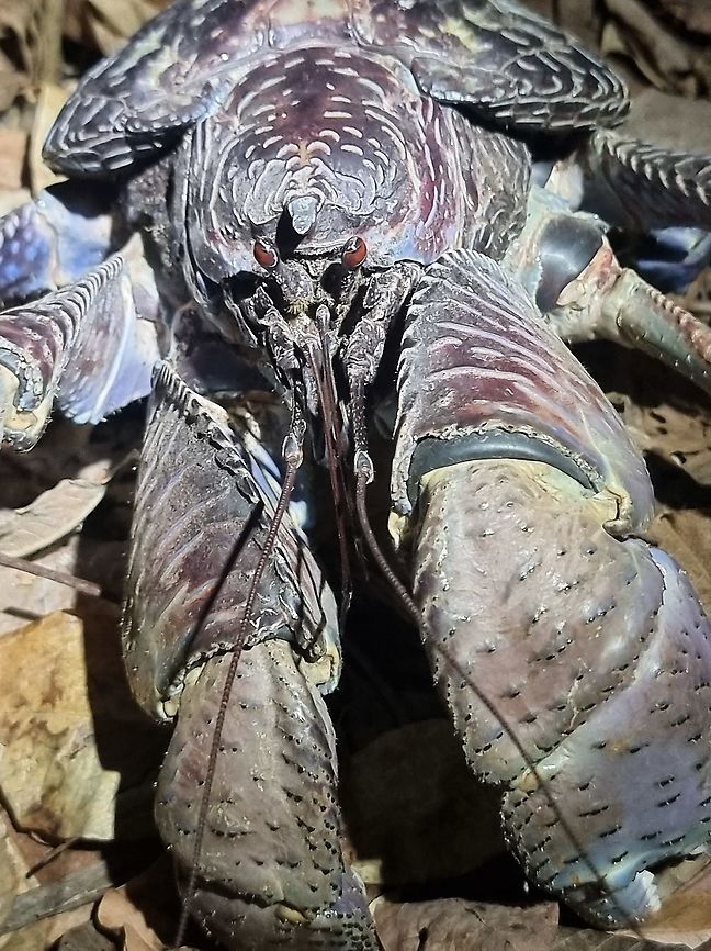 Coconut crab  Birgus latro,Coconut crab,Geotagged,Tanzania,Winter