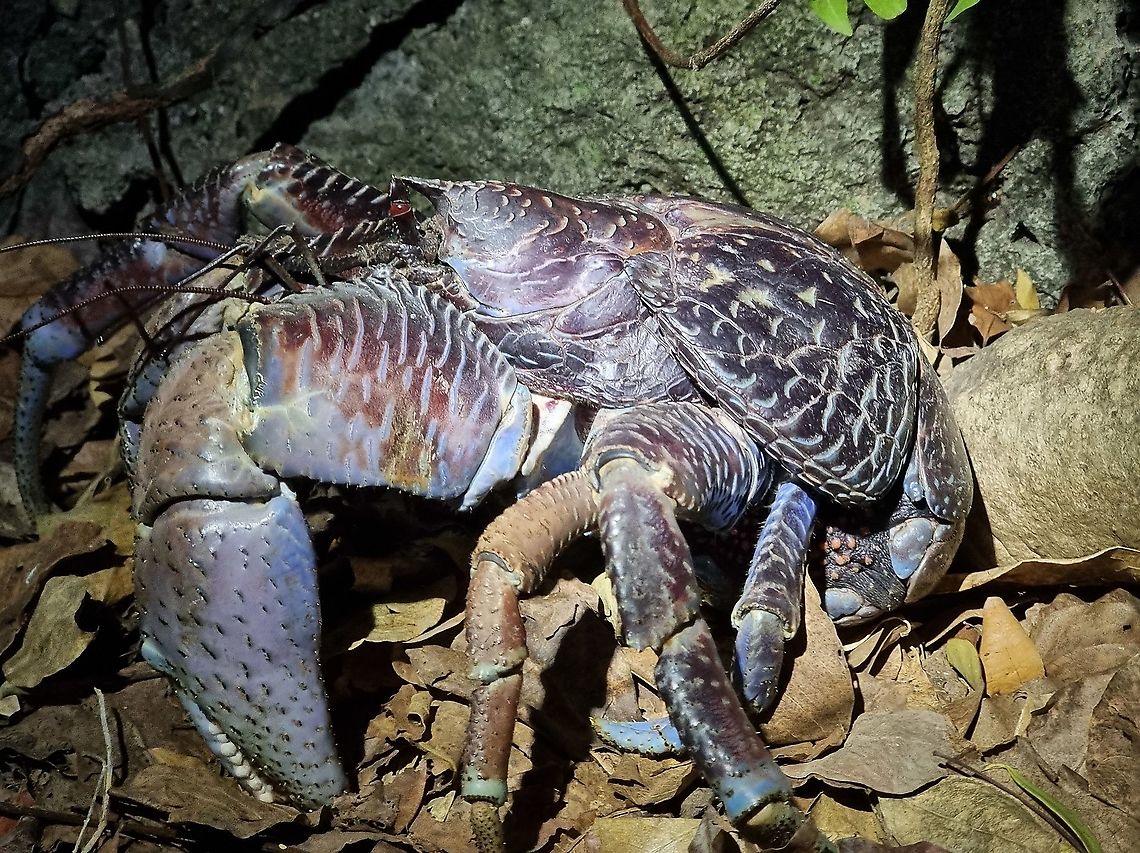 Coconut crab  Birgus latro,Coconut crab,Geotagged,Tanzania,Winter