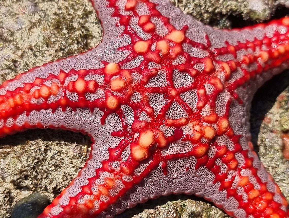 Protoreaster lincki  Geotagged,Pentaceraster Sea Star,Pentaceraster mammillatus,Protoreaster lincki,Tanzania,Winter