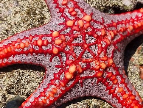 Protoreaster lincki  Geotagged,Pentaceraster Sea Star,Pentaceraster mammillatus,Protoreaster lincki,Tanzania,Winter