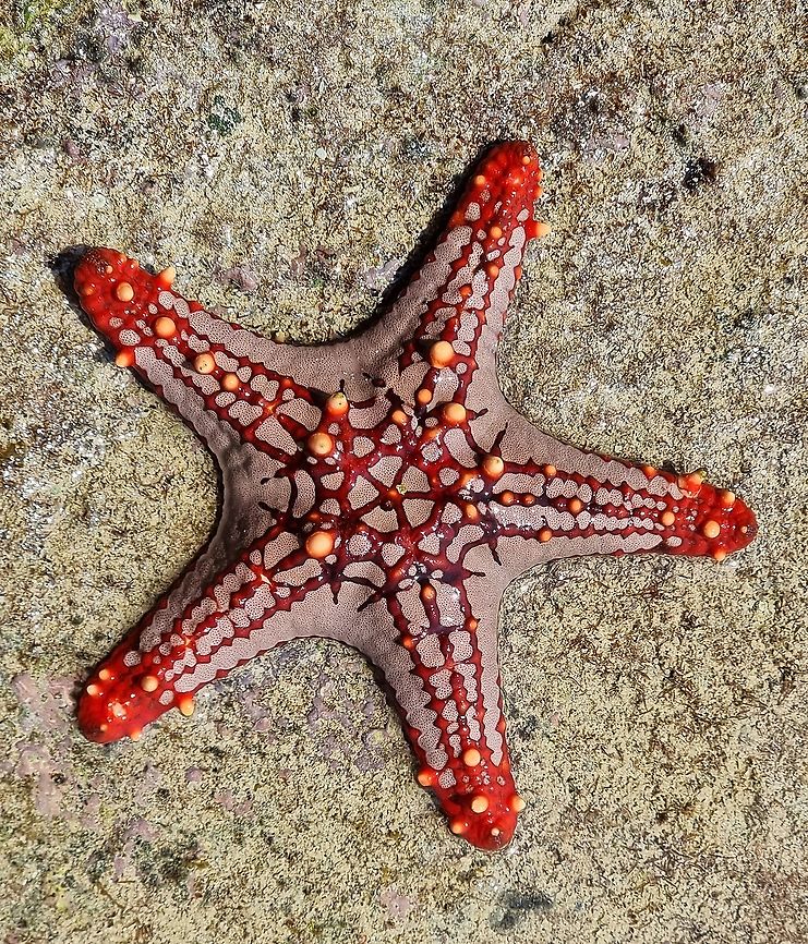 Protoreaster lincki  Geotagged,Pentaceraster Sea Star,Pentaceraster mammillatus,Protoreaster lincki,Tanzania,Winter