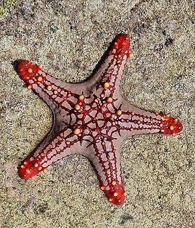 Protoreaster lincki  Geotagged,Pentaceraster Sea Star,Pentaceraster mammillatus,Protoreaster lincki,Tanzania,Winter