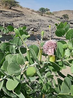 Capparis cartilaginea  Capparis cartilaginea,Geotagged,Tanzania,Winter