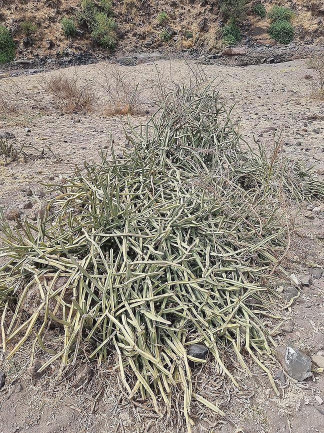 Cissus quadrangularis  Cissus quadrangularis,Geotagged,Tanzania,Winter